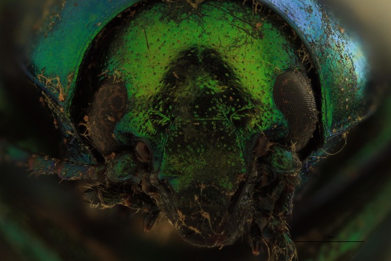 Eumolpus divisus ludicrus Pt F.jpg