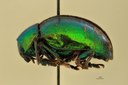 Eumolpus divisus ludicrus Pt L.jpg