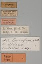 Eumolpus divisus ludicrus Pt Labels.jpg