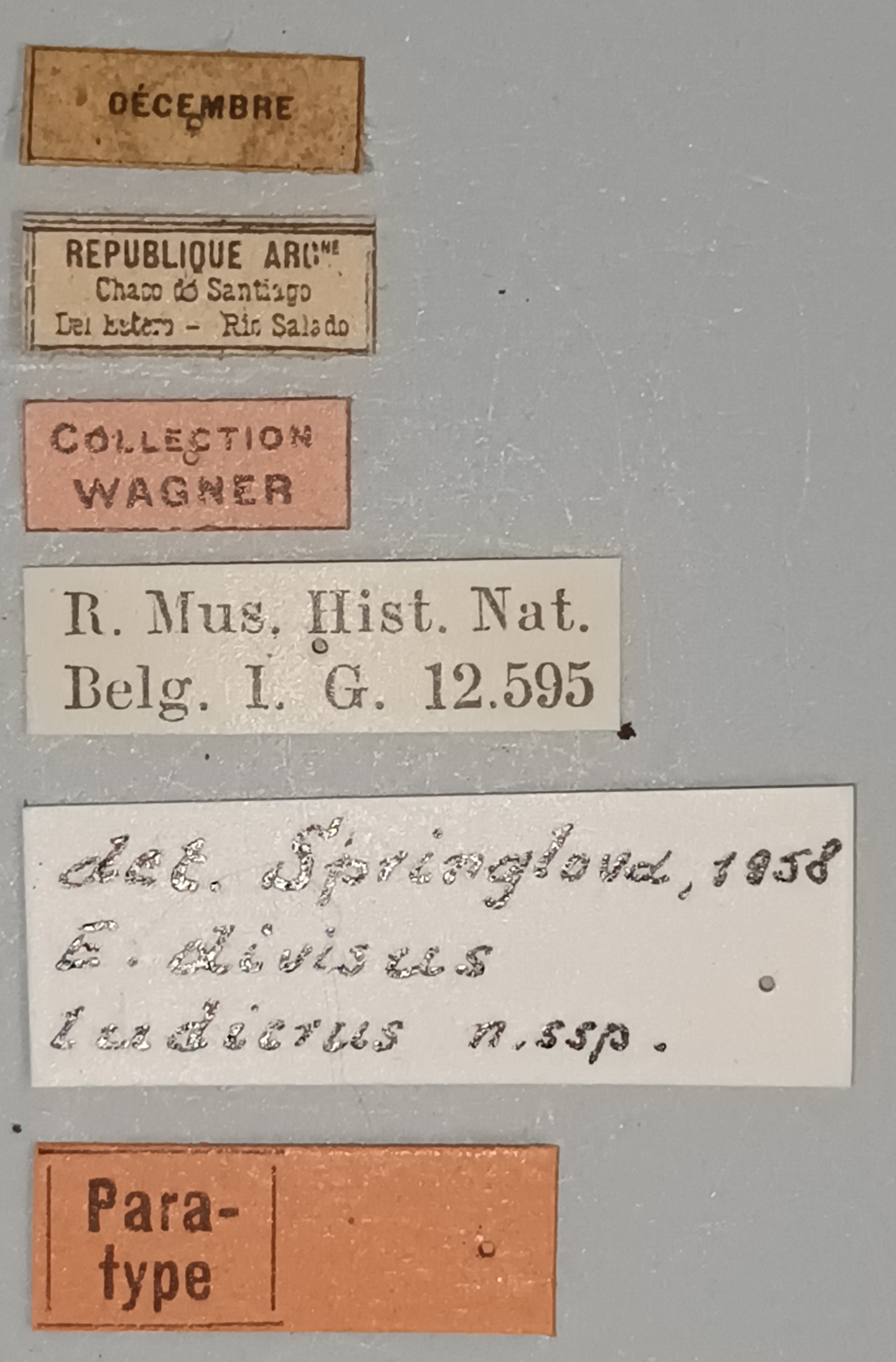Eumolpus divisus ludicrus Pt Labels.jpg