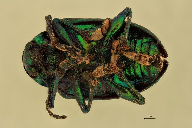 Eumolpus divisus ludicrus Pt V.jpg