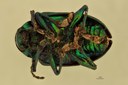 Eumolpus divisus ludicrus Pt V.jpg