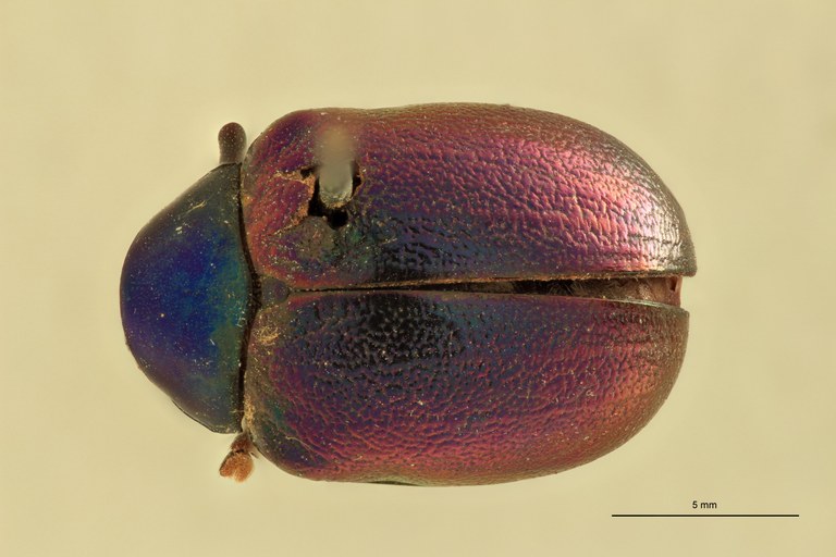 Eumolpus franciscus fortis Pt D.jpg