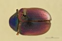 Eumolpus franciscus fortis Pt D.jpg