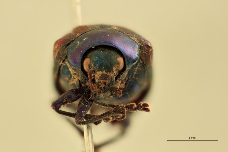Eumolpus franciscus fortis Pt F.jpg