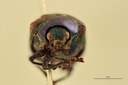 Eumolpus franciscus fortis Pt F.jpg