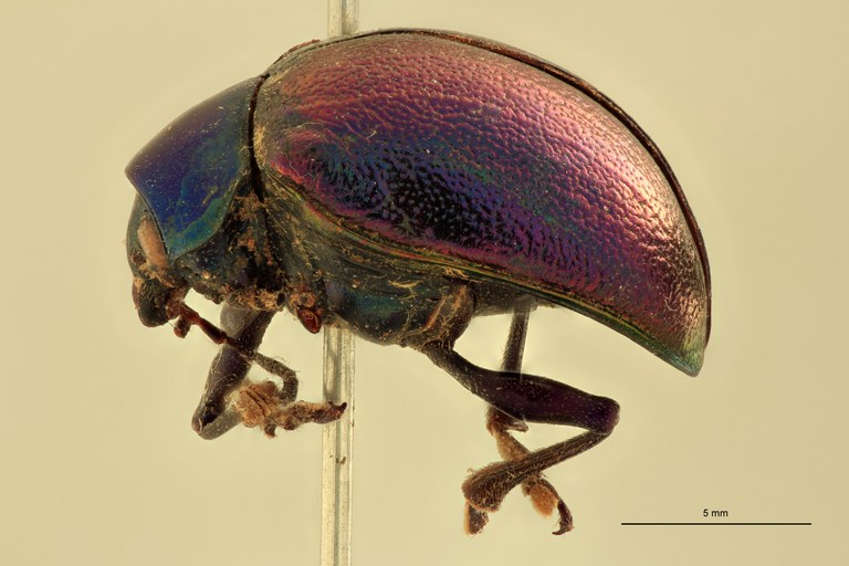 Eumolpus franciscus fortis Pt L.jpg