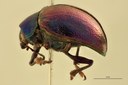 Eumolpus franciscus fortis Pt L.jpg
