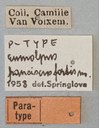 Eumolpus franciscus fortis Pt Labels.jpg