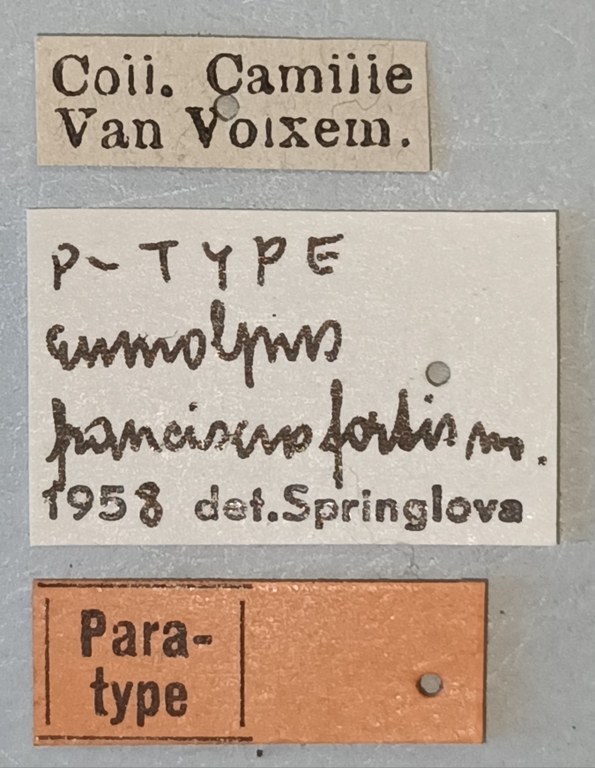 Eumolpus franciscus fortis Pt Labels.jpg