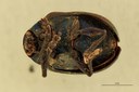 Eumolpus franciscus fortis Pt V.jpg
