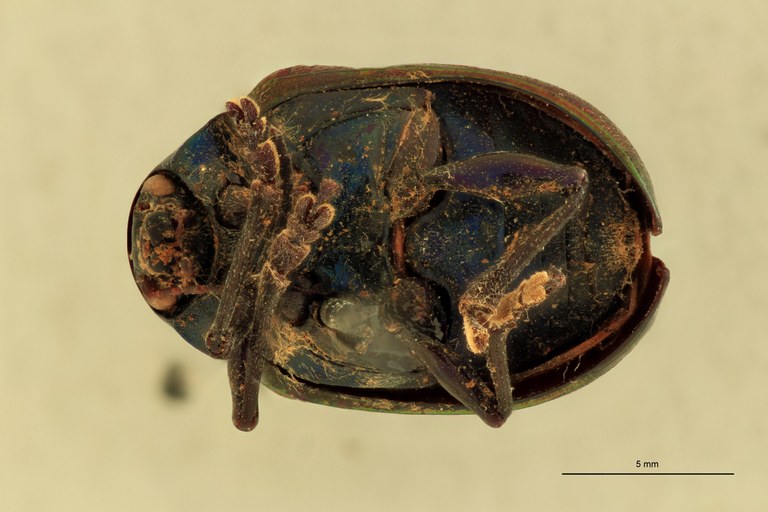Eumolpus franciscus fortis Pt V.jpg