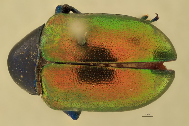 Eumolpus franciscus Pt D.jpg