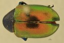 Eumolpus franciscus Pt D.jpg