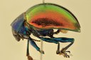 Eumolpus franciscus Pt L.jpg