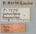 Eumolpus franciscus Pt Labels.jpg