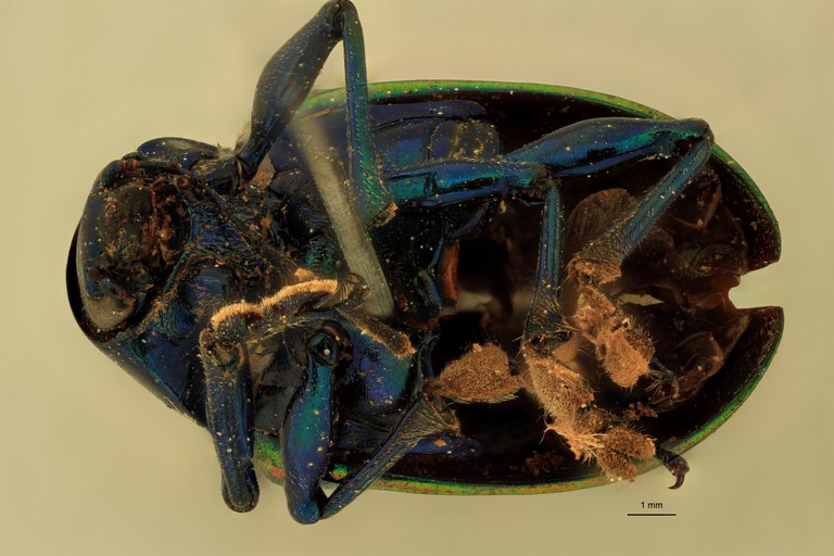 Eumolpus franciscus Pt V.jpg