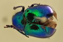 Eumolpus glaberrimus tinctipes Pt D.jpg