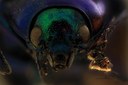 Eumolpus glaberrimus tinctipes Pt F.jpg