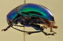 Eumolpus glaberrimus tinctipes Pt L.jpg