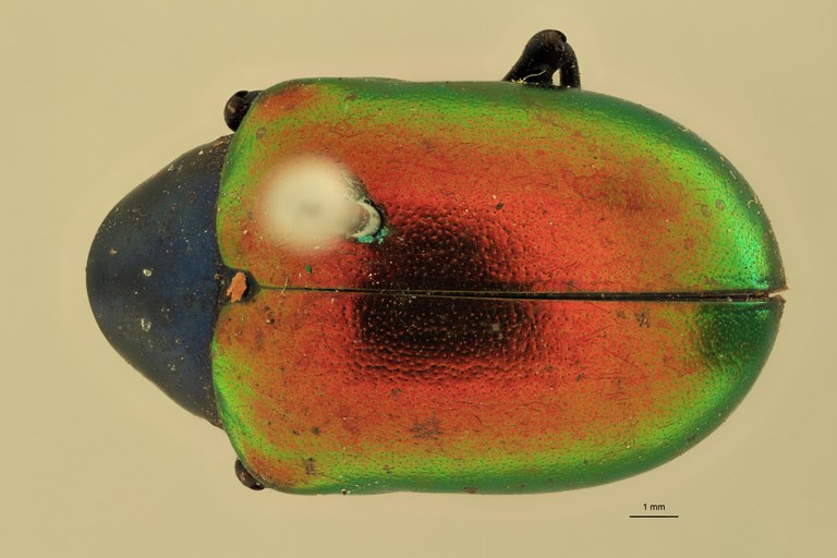 Eumolpus ignitus Pt D.jpg