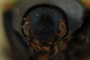 Eumolpus ignitus Pt F.jpg