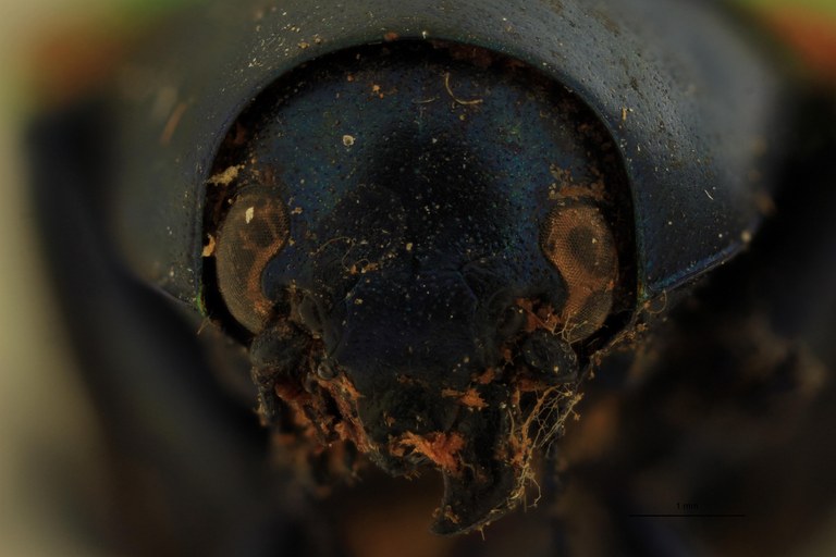 Eumolpus ignitus Pt F.jpg