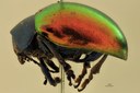 Eumolpus ignitus Pt L.jpg