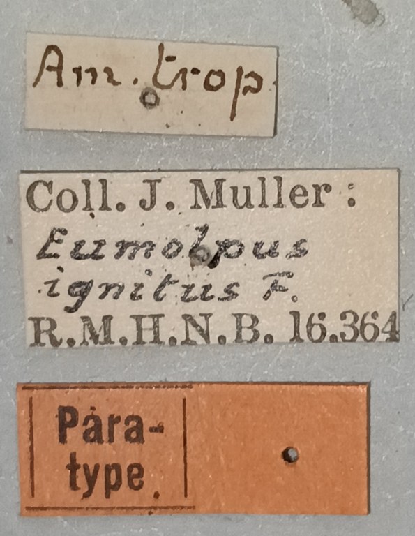 Eumolpus ignitus Pt Labels.jpg