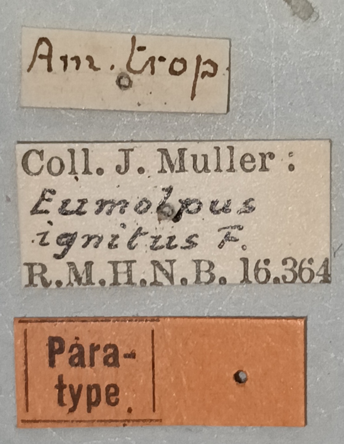 Eumolpus ignitus Pt Labels.jpg