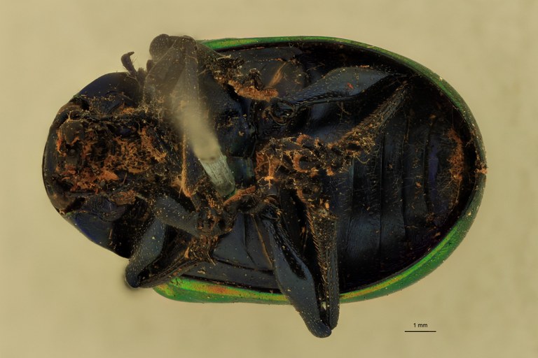 Eumolpus ignitus Pt V.jpg