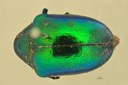 Eumolpus incisellus Pt D.jpg