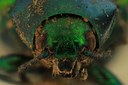 Eumolpus incisellus Pt F.jpg