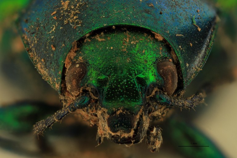 Eumolpus incisellus Pt F.jpg