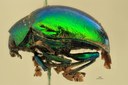Eumolpus incisellus Pt L.jpg