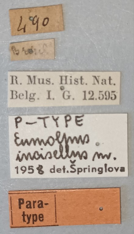 Eumolpus incisellus Pt Labels.jpg