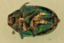 Eumolpus incisellus Pt V.jpg