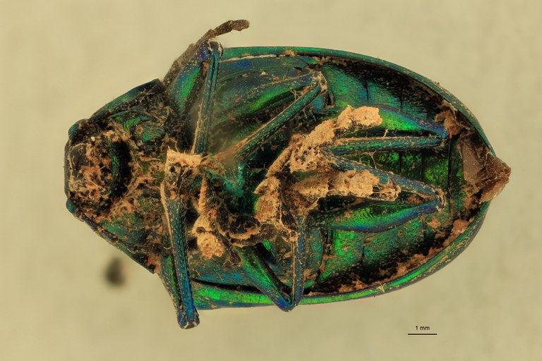 Eumolpus incisellus Pt V.jpg