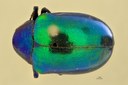 Eumolpus itataiensis planicollis Pt D.jpg