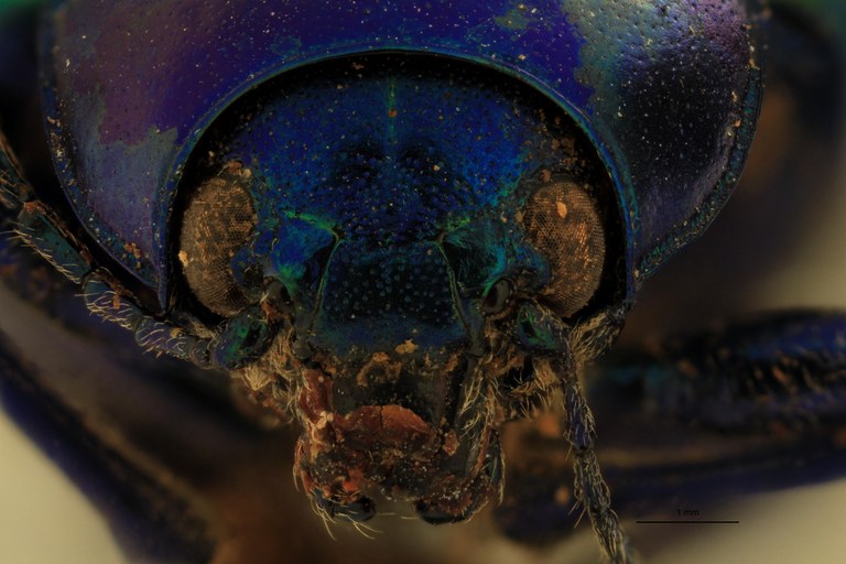 Eumolpus itataiensis planicollis Pt F.jpg