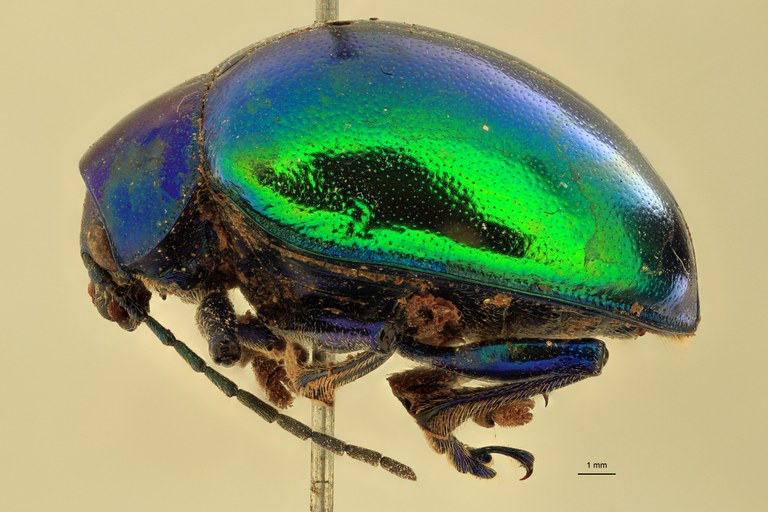 Eumolpus itataiensis planicollis Pt L.jpg