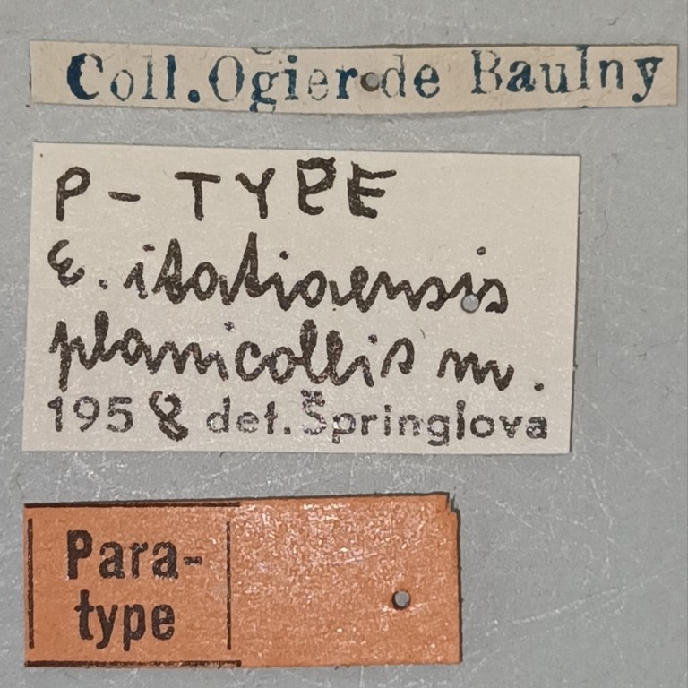 Eumolpus itataiensis planicollis Pt Labels.jpg
