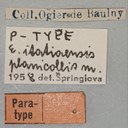 Eumolpus itataiensis planicollis Pt Labels.jpg