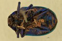 Eumolpus itataiensis planicollis Pt V.jpg
