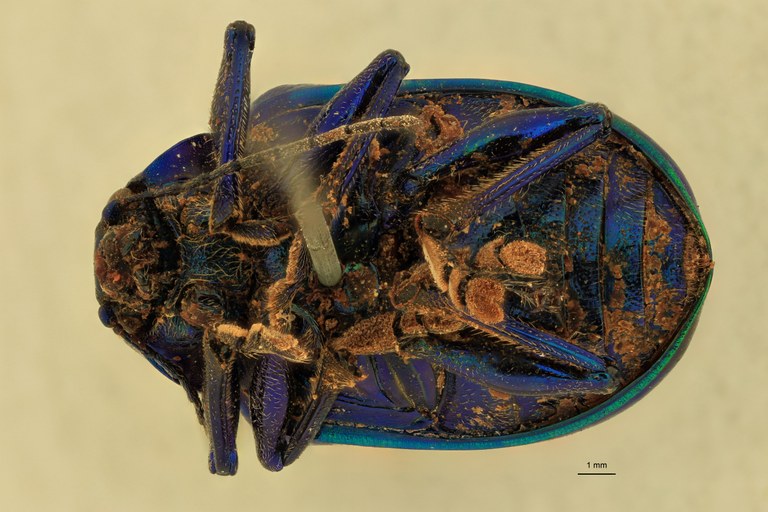Eumolpus itataiensis planicollis Pt V.jpg