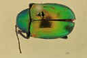Eumolpus itataiensis Pt D.jpg