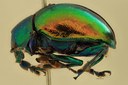 Eumolpus itataiensis Pt L.jpg