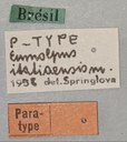 Eumolpus itataiensis Pt Labels.jpg