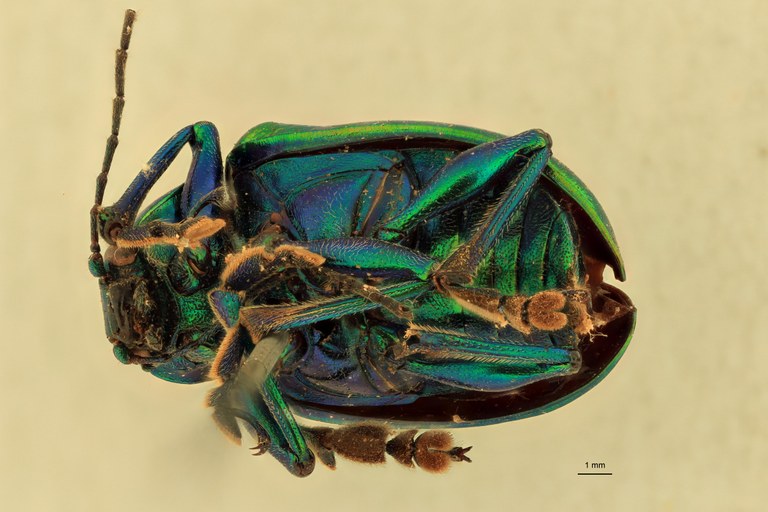 Eumolpus itataiensis Pt V.jpg