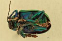 Eumolpus itataiensis Pt V.jpg